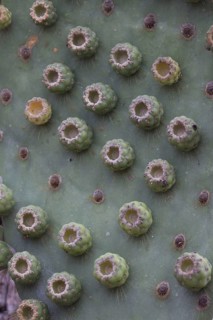 (Opuntia galapageia) var profusa, found on Rabida island, Galapagos