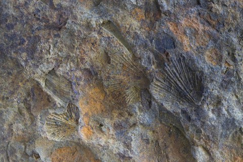 Fossils