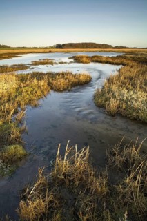 View of coastal freshwater wetland habitat