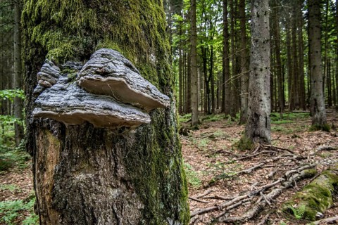 False tinder fungus