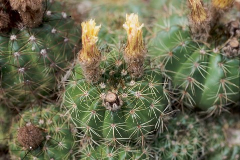 Indian parodia linkii