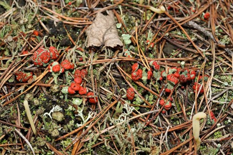 Scarlet cup lichen