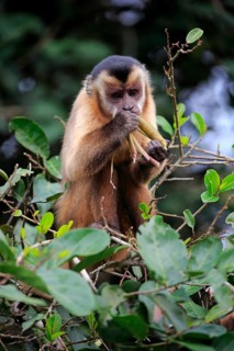 Tufted capuchin