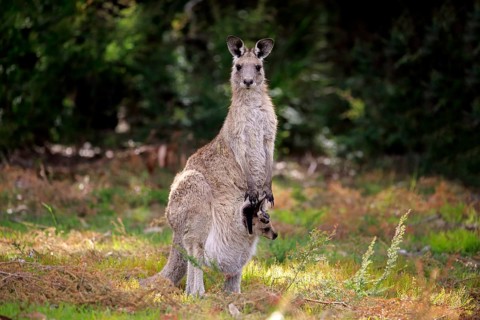 Eastern grey kangaroo