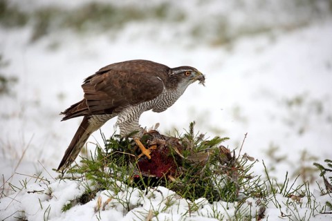 Northern goshawk