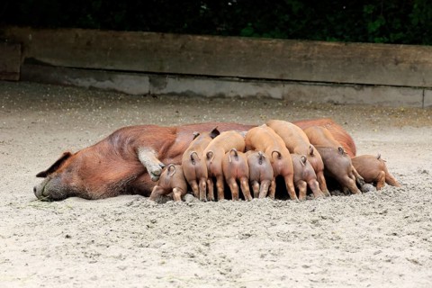 Domestic pig