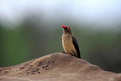 Red-billed oxpecker