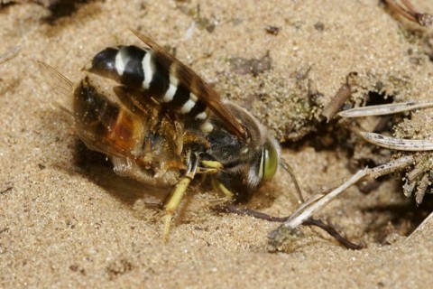 Beaked gyro wasp