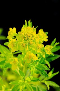 Marsh spurge