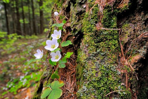(Oxalis acetosella)