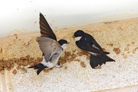 House Martin