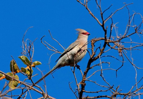 Blue-naped Mousebird