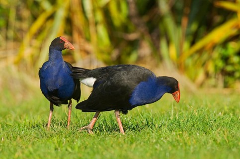 Purple partridge