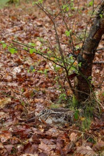 Eurasian woodcock