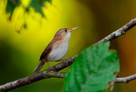 Southern House Wren