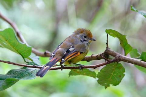 Chestnut-tailed Minla