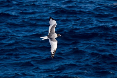 Fork-tailed Gull