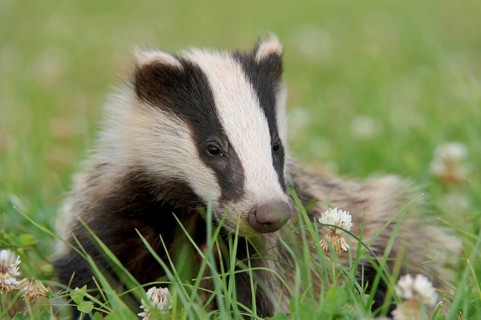 Eurasian Badger
