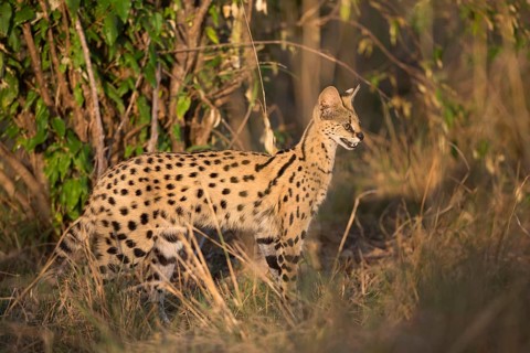 Serval