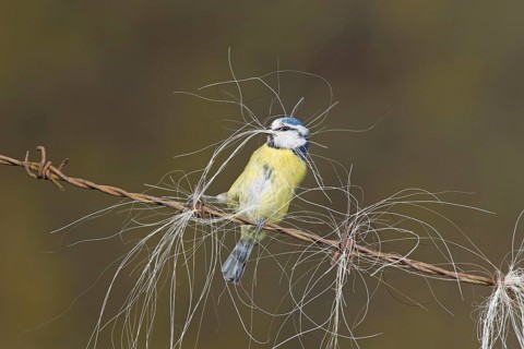 Blue Tit