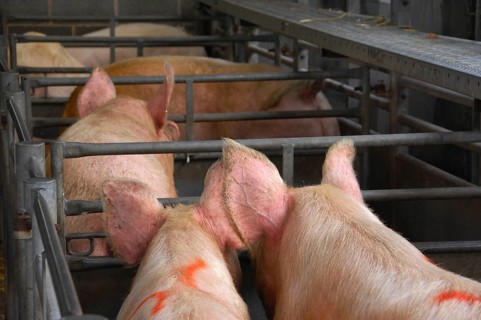 Domestic Pig
