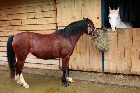 Welsh pony