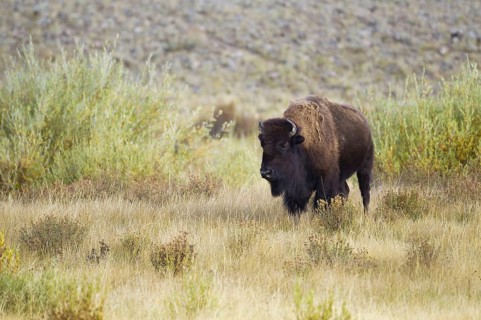 North American Bison