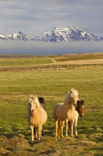 Icelandic horse