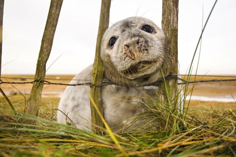 Grey seal