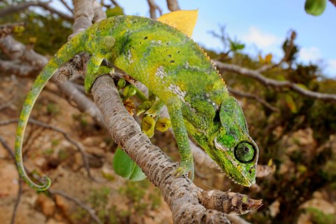 Socotra Chameleon