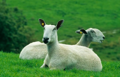 Domestic Sheep