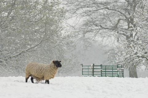 Domestic sheep