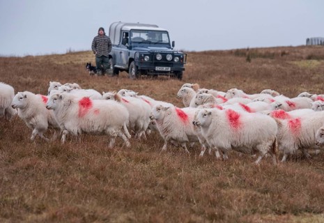 Domestic Sheep