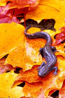 Jefferson's Salamander