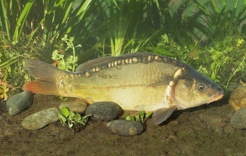 Mirror Carp