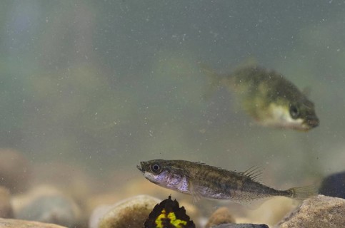 Nine-spined three-spined stickleback