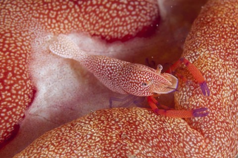 Imperial emperor shrimp