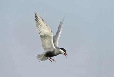 Whiskered Tern
