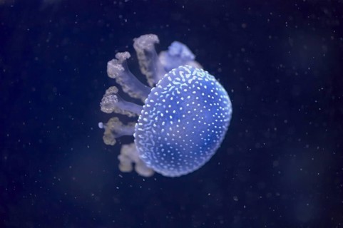 Australian spotted jellyfish