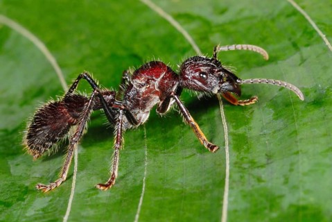 Bullet Ant