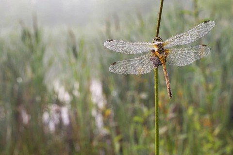 Common Darter