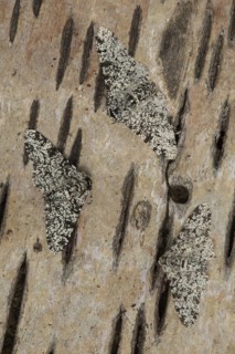 Peppered Moth