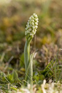 Flower of the densely flowering dense-flowered orchid