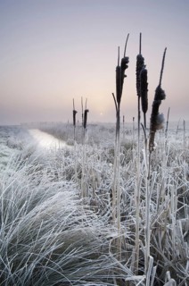 Tall bulrush