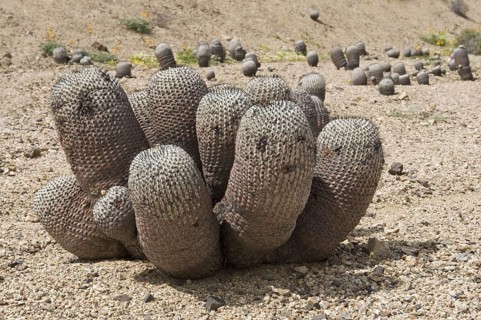 Copiapoa de Philippi