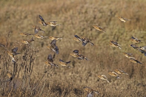 Twite