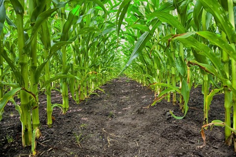 Maize