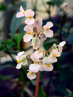 Begonia