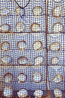Schematic arrangement of pearl oyster shells with nacre on the inside of the shell
