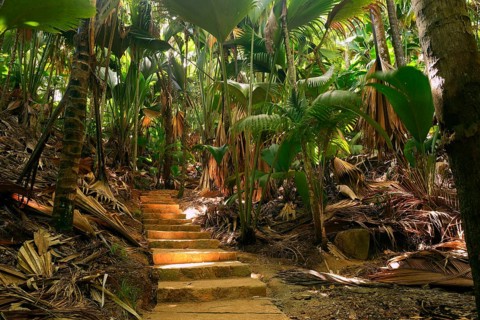 Trails and vegetation in Vallee de Mai National Park